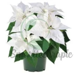 White Poinsettia in California